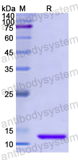 Recombinant Human CD213a2/IL13RA2 Protein, N-His