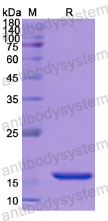 Recombinant Human IRF3 Protein, N-His