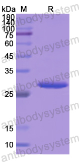 Recombinant Human STAT4 Protein, N-His