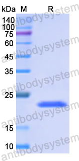 Recombinant Human CD242/ICAM4 Protein, N-His