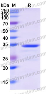 Recombinant Human MTF1 Protein, N-GST & C-His