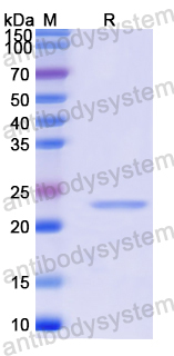 Recombinant Human NR1D2 Protein, N-His