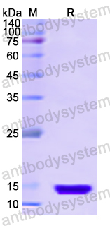 Recombinant Human PCLAF Protein, N-His