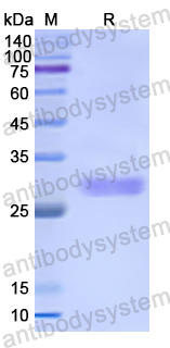 Recombinant Human EIF4H Protein, N-His