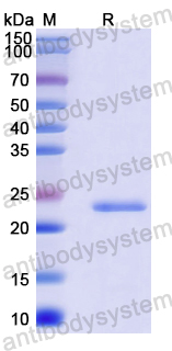 Recombinant Human EEA1 Protein, N-His-SUMO & C-Strep