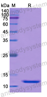 Recombinant Human CD279/PDCD1/PD1 Protein, N-His