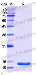 Recombinant Human RALBP1 Protein, N-His