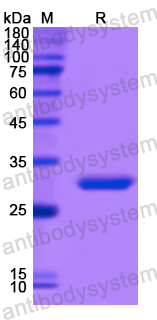 Recombinant Human P2RY14 Protein, N-His