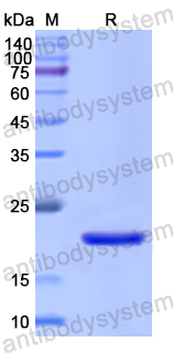 Recombinant Human CD281/TLR1 Protein, N-His