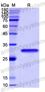 Recombinant Human SHB Protein, N-His