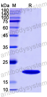 Recombinant Human SHH Protein, N-His