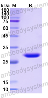 Recombinant Human RGN Protein, N-His