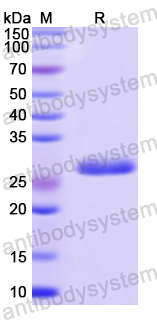 Recombinant Human MED1 Protein, N-His