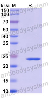 Recombinant Human CHRNA6 Protein, N-His