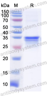 Recombinant Human SCN9A Protein, N-GST & C-His