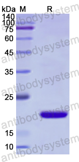 Recombinant Human HSPB2 Protein, N-His