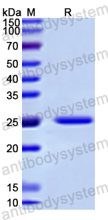 Recombinant Human ENOX2 Protein, N-His