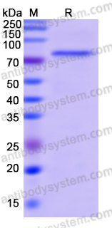 Recombinant Human NFE2L2 Protein, N-His