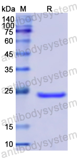 Recombinant Human PSMD5 Protein, N-His