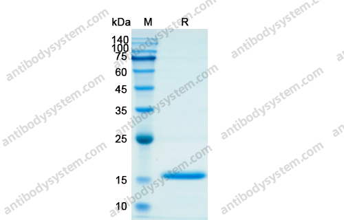 Recombinant Human IL17A Protein, N-His