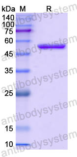 Recombinant Human CRMP2/DPYSL2 Protein, N-His