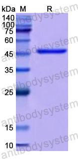 Recombinant Human TrkB /NTRK2 Protein, N-His