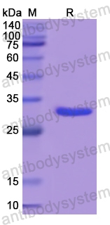 Recombinant Human STX1A Protein, N-His