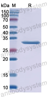 Recombinant Human OCLN Protein, N-His