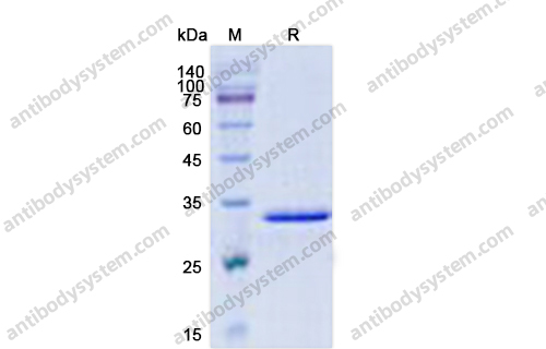 Recombinant Human CCL14/NCC-2 Protein, N-GST