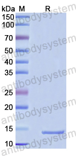 Recombinant Human CPSF6 Protein, N-His