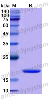 Recombinant Human TAZ Protein, N-His