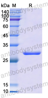 Recombinant Human PRSS8 Protein, N-His