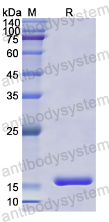 Recombinant Human MOG Protein, N-His