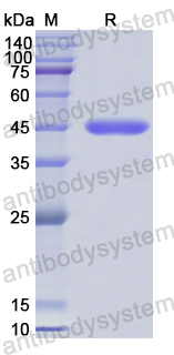 Recombinant Human FOXD1 Protein, N-GST