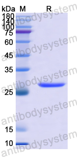 Recombinant Human GSTA3 Protein, N-His