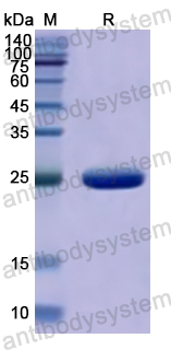 Recombinant Human HAGH Protein, N-His