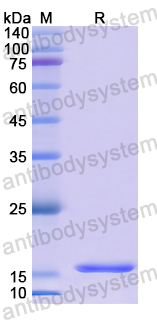 Recombinant Human HIST2H2BE/H2BC21 Protein, N-His