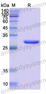 Recombinant Human MEP1B Protein, N-His