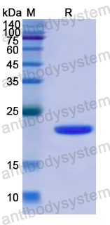 Recombinant Human PTPRN Protein, N-His