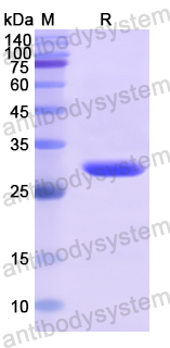 Recombinant Human ABCB5 Protein, N-His