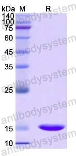 Recombinant Human RSPO1 Protein, N-His