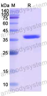 Recombinant Human CDNF Protein, N-GST