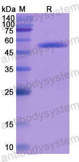 Recombinant Human C2CD3 Protein, N-GST