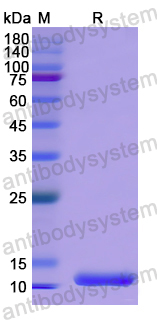 Recombinant Human ANO6 Protein, N-His