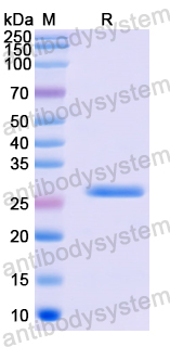 Recombinant Human FNDC1 Protein, N-His
