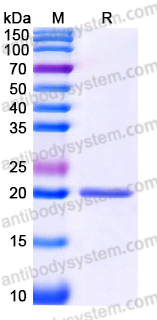 SDS-PAGE for Recombinant Human PHLDA2 Protein, C-His ?>