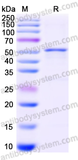 Recombinant Human AGK Protein, N-GST