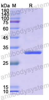 Recombinant Human FBLN7 Protein, N-His
