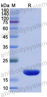 Recombinant Human FLG2 Protein, N-His