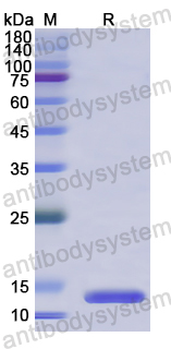 Recombinant Human RNASE13 Protein, N-His